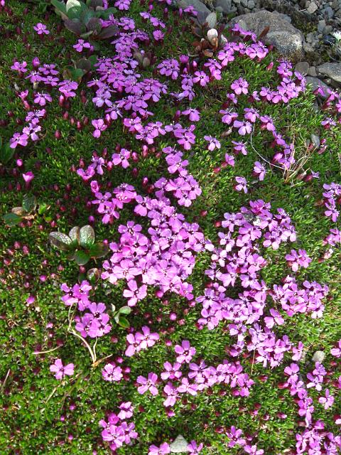 Canadian Rockies-231.JPG - On Whistlers Mt.